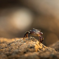 Crab