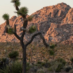 Joshua Tree National Park