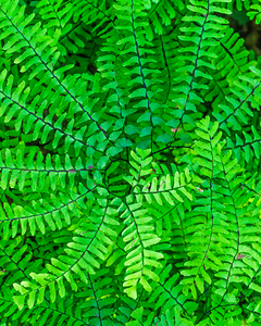 Northern Maidenhair Fern
