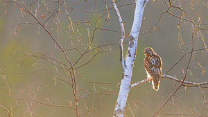 Red-tailed Hawk in Birch
