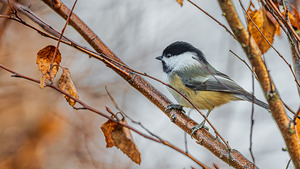 Chickadee in River Birch