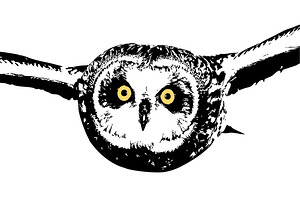 Short eared Owl as Silhouette
