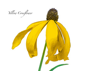 Yellow Coneflower
