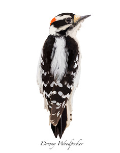 Downy Woodpecker