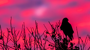 Rough legged Hawk at Sunrise