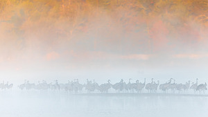 Sandhills in Morning Fog