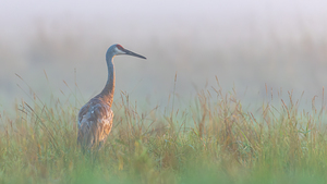 Lone Sandhill in Fog
