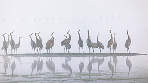 Cranes Looking Up