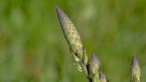 Baptisia Bud in June