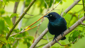Brewers Blackbird