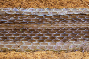 Garter Snake skin shed