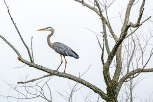 Great Blue Heron in Tree