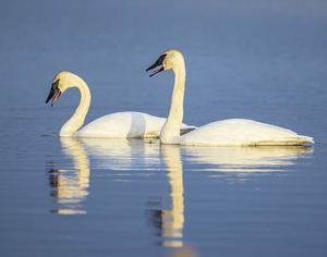 Trumpeter Swans