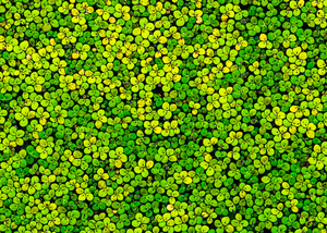 Duckweed