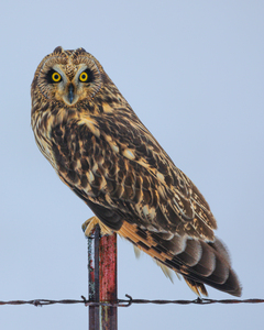Short-eared owl 