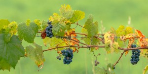 Wild Grapes on fence