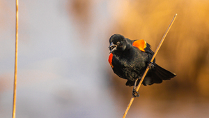 Red-winged Blackbird in Marsh