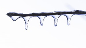 Twig on Ice