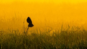 Redwing in Fog