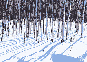 Birch Shadows on Snow