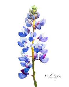 Wild Lupine