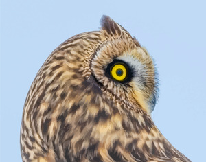 Short-eared Owl Beauty  Shot
