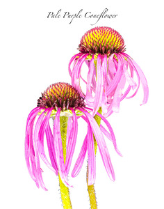 Pale Purple Coneflower