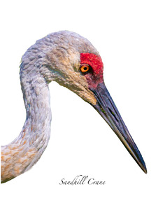 Sandhill Crane Beauty Shot