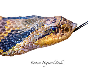 Eastern Hognosed Snake