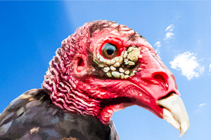 Turkey Vulture Beauty Shot