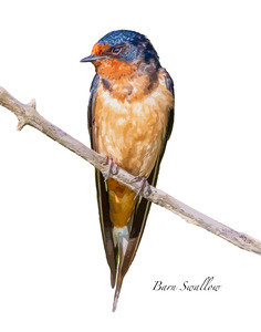 Barn Swallow