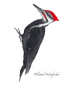 Pileated Woodpecker