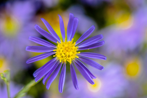 Sky Blue Aster