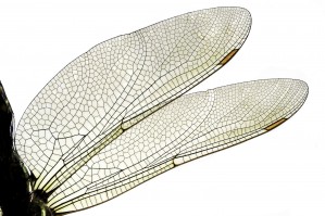 Dragonfly Wing Print