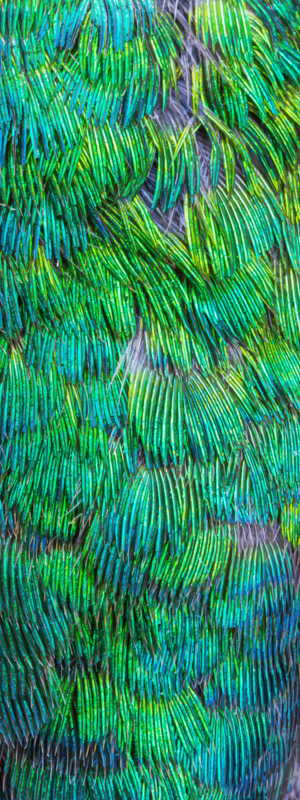 Ruby-throated hummingbird by Joe Riederer