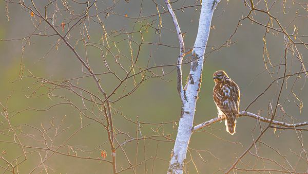 Red-tailed Hawk in Birch Print