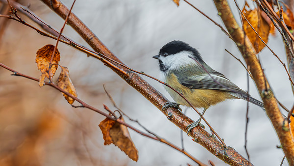 Chickadee in River Birch by Joe Riederer