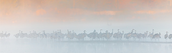October Cranes in Fog by Joe Riederer
