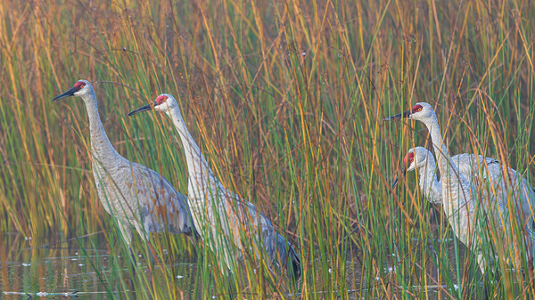 Sandhills in Reeds by Joe Riederer