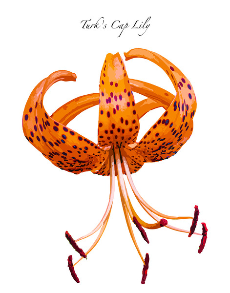 Turks Cap Lily by Joe Riederer