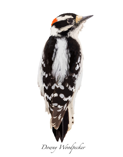 Downy Woodpecker by Joe Riederer