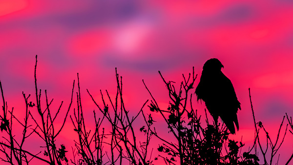 Rough legged Hawk at Sunrise by Joe Riederer