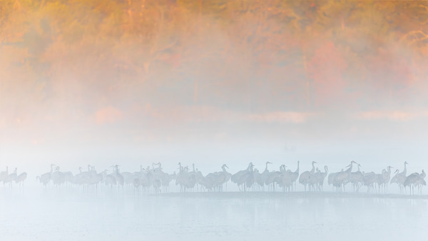Sandhills in Morning Fog by Joe Riederer