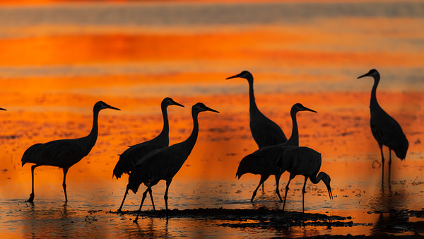 Sandhills at Sunset by Joe Riederer