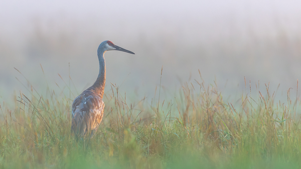 Lone Sandhill in Fog by Joe Riederer