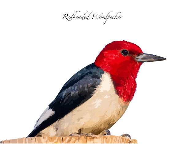 Red-headed Woodpecker Print