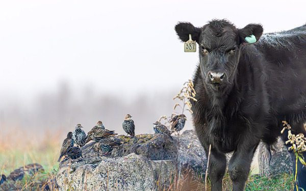 Steer and Starlings by Joe Riederer