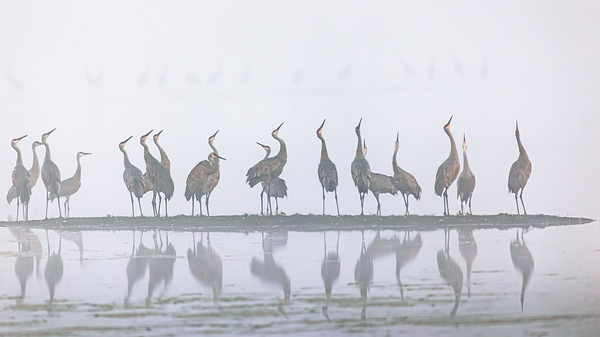 Cranes Looking Up by Joe Riederer