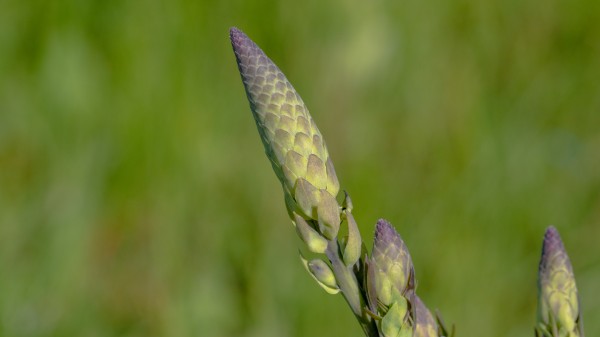 Baptisia Bud in June by Joe Riederer