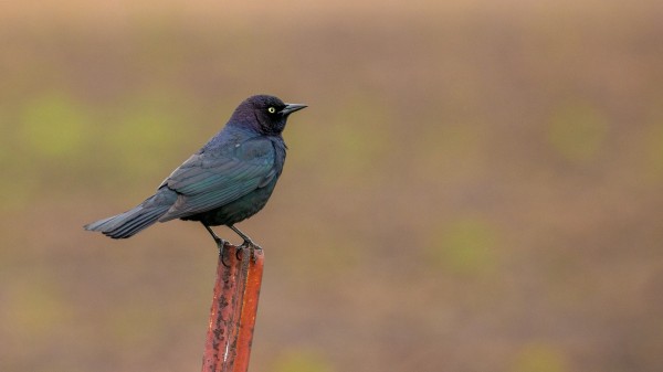 Brewers Blackbird on Post Print